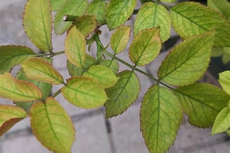 树叶发黄缺什么肥