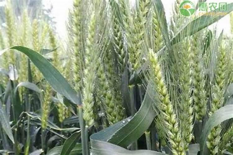 施可丰复合肥含量24一16一5的价格是多少