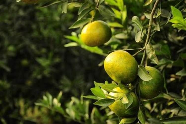 如何让桔子树上的桔子变甜？