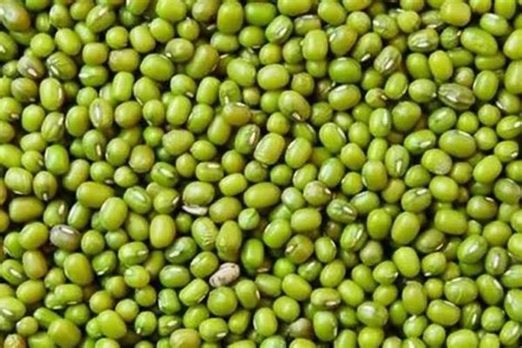 绿豆种植方法土养(绿豆种植方法土养,绿色环保的种植技巧全解析)百度...