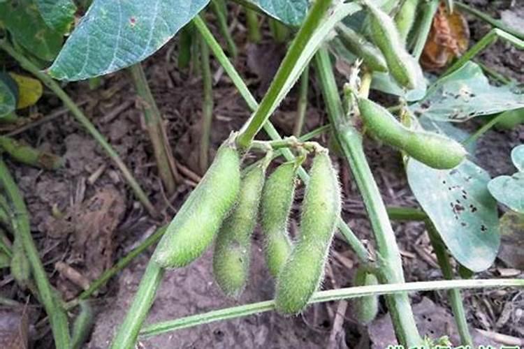 种绿豆用什么肥料好