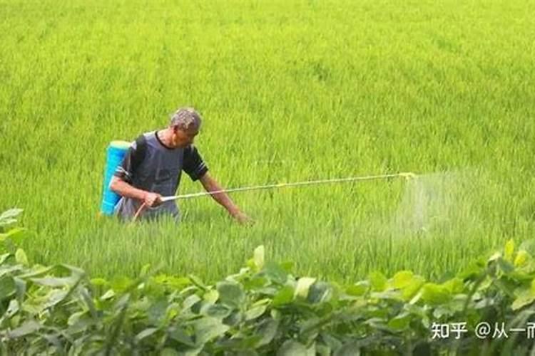 吊兰叶子发黄怎么办