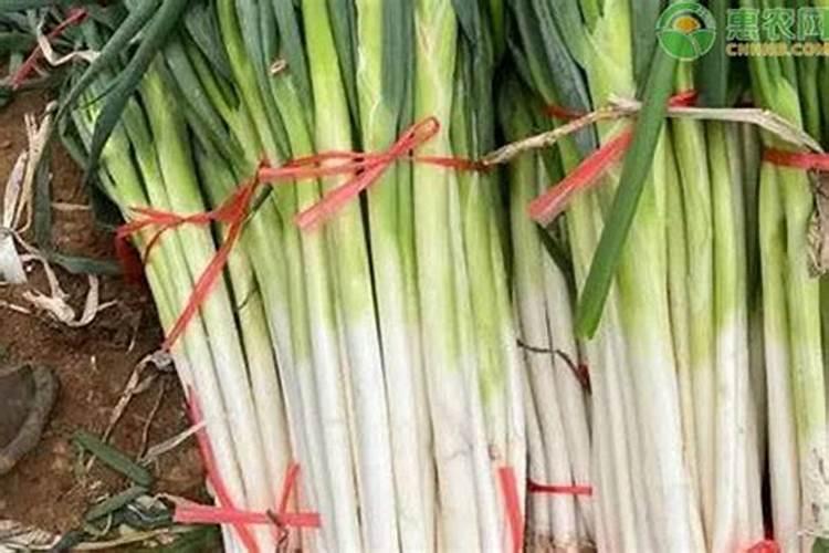 大葱用什么水溶肥效果好？大葱专用肥是什么肥料？