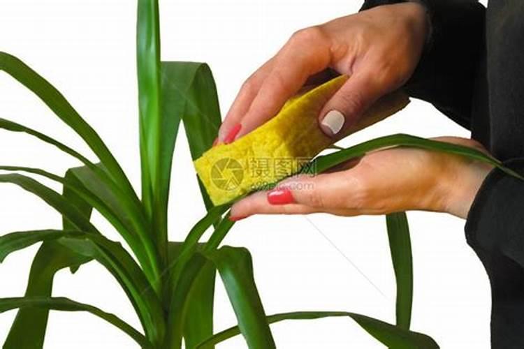 绿萝叶子发黄怎么办