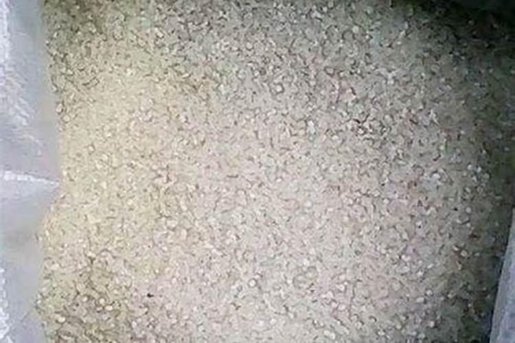 芒果开花用什么药最好呢