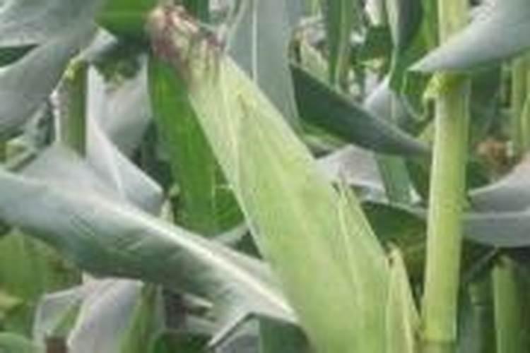 沙糖桔什么时候施钾肥？沙糖桔什么时候种植