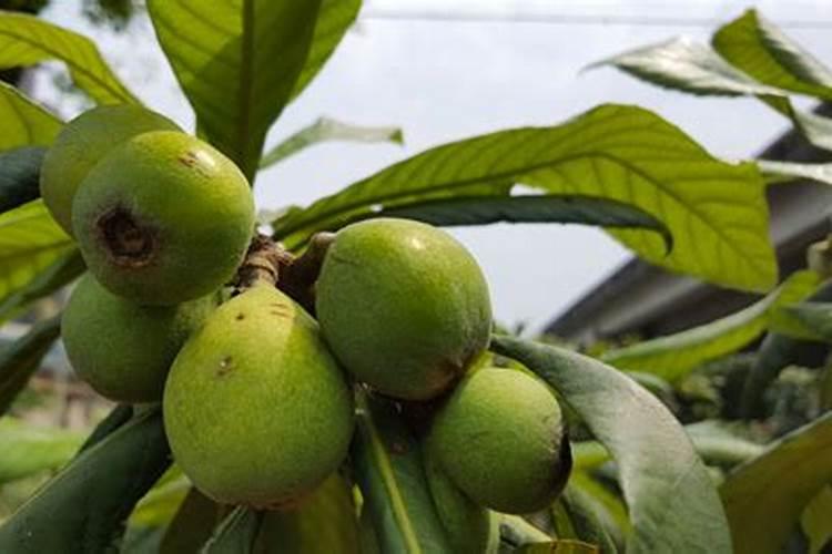 芸苔素内酯可以膨果吗