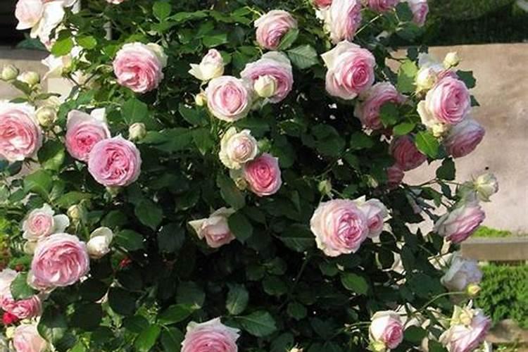 速效氮肥和尿素的区别