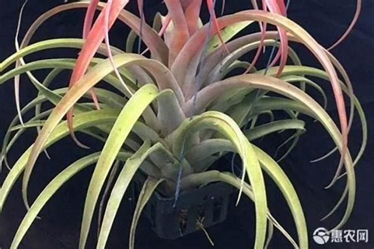 多肽氮肥与多肽尿素的区别