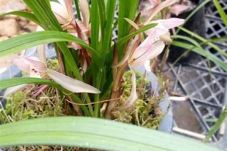 芸苔素内酯可以膨果吗