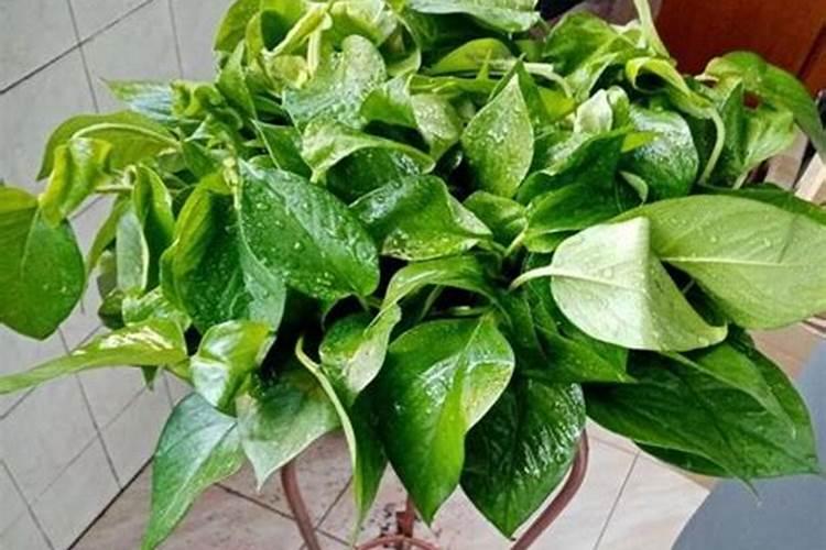 如何在甘蔗上正确使用生物肥