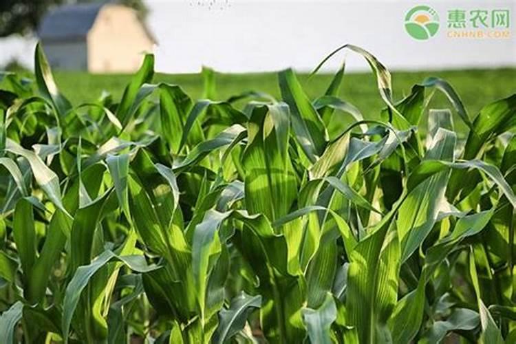 玉米种肥施什么肥好 种玉米用什么肥料最好
