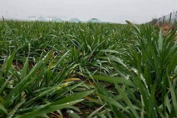 小麦打芸苔素最佳时间