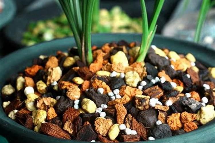 兰花什么时候施氮磷钾？