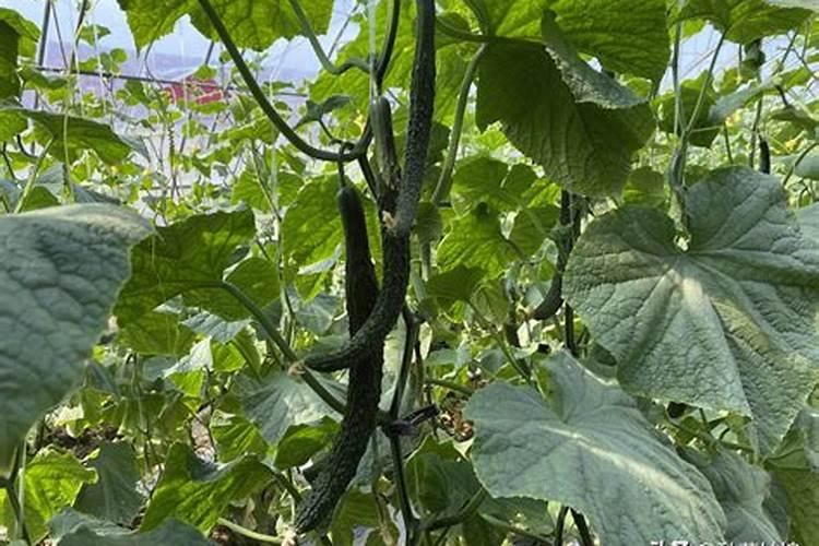 黄瓜开花结果了,这段时间怎么浇水和施肥