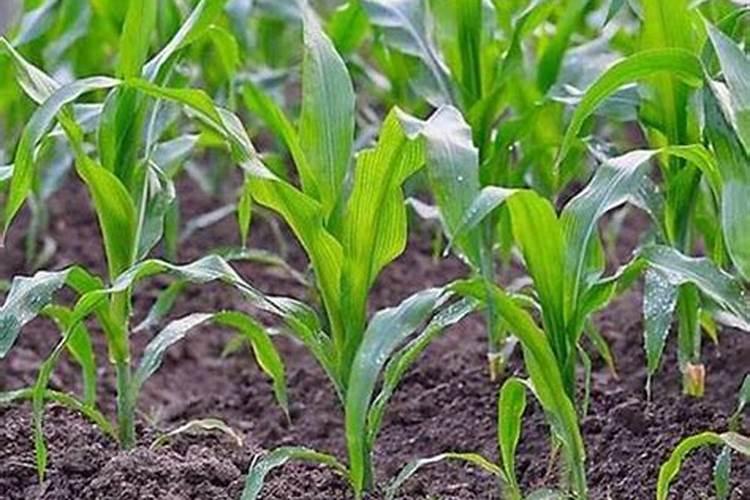 马铃薯后期需要什么肥 可以施钾肥吗