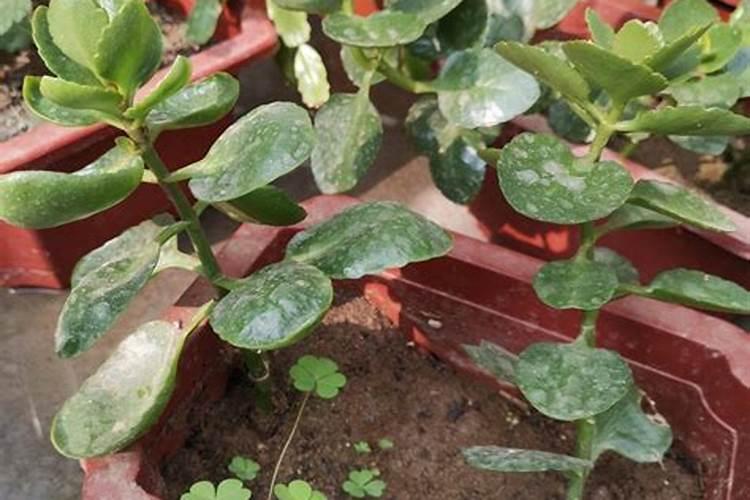 西红柿最忌讳的肥料是什么？西红柿正确的施肥方法,一定要掌握好百度...