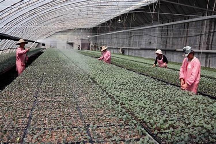 柿子有什么病毒和细菌