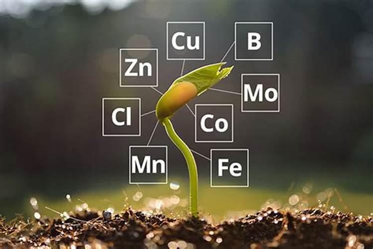 我想知道钙肥和啥肥对起反应