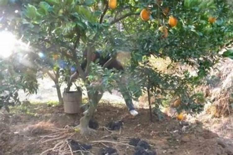 月季花冬季怎么施肥