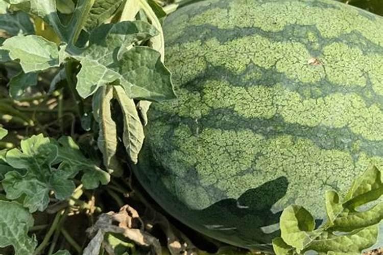 冬季月季还要施肥吗