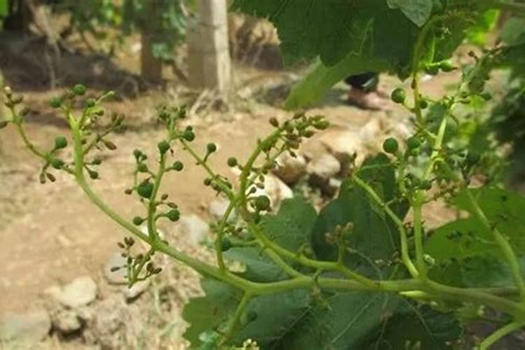 易贡茶场的易贡茶场概况