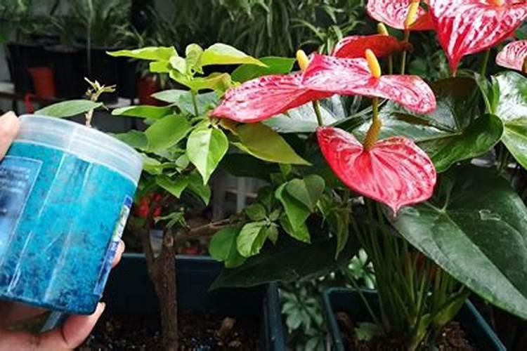 施什么肥让月季花开又多又大花瓣厚(自制月季花肥料)