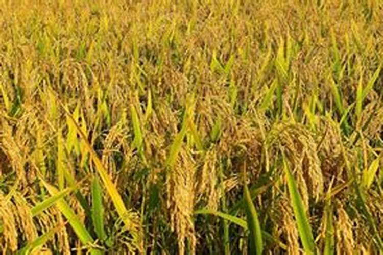 地瓜浇水的正确方法