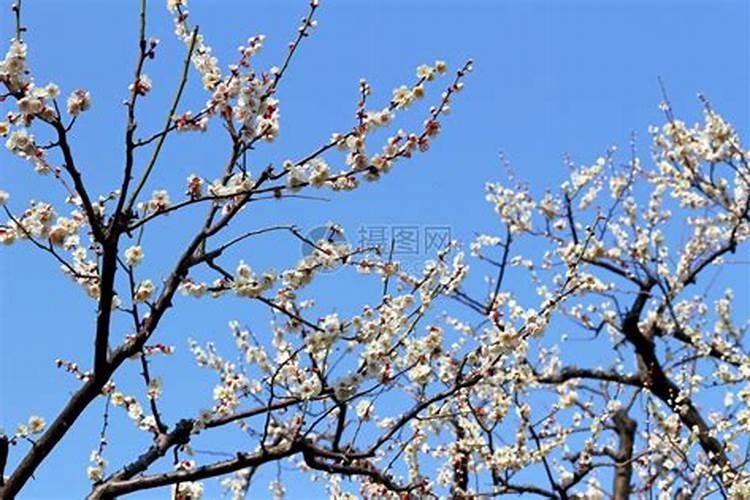 秋季果树施什么肥好