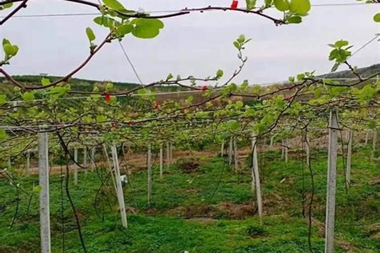 植物叶子发黄是缺什么肥养花叶子发黄补救办法