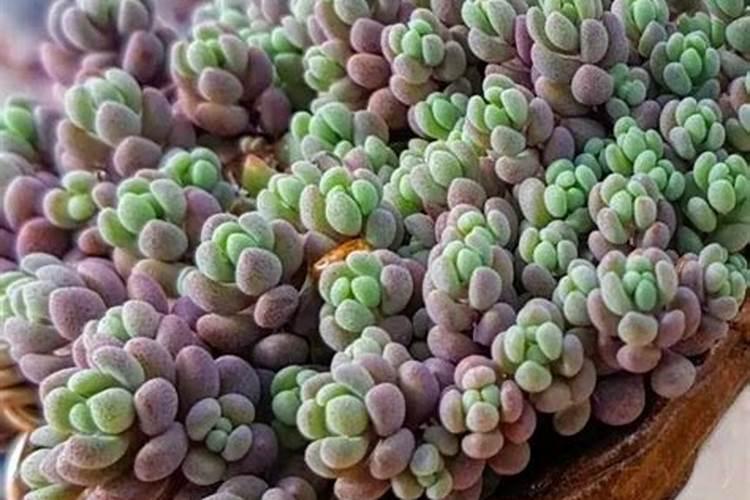 多肉佛珠怎样施肥