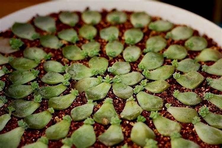 养多肉的技巧 怎么样养多肉冬天能长得快