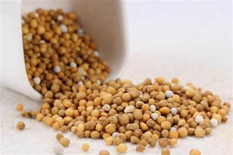 蓝妖:天堂鸟怎么养才能更旺盛？做好这5点,非常轻松