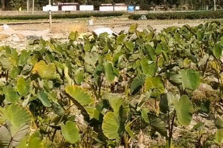 白菜多久施一次农家肥