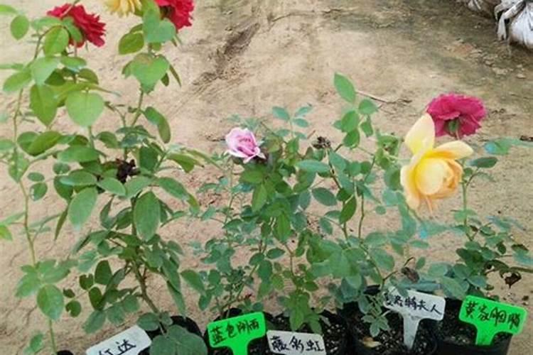 富硒水果有哪些