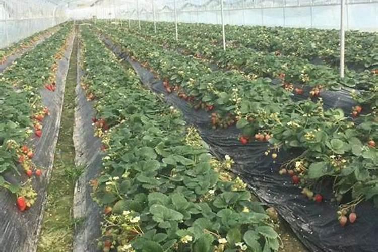 小分子有机碳水溶肥对水稻促进作用如何？