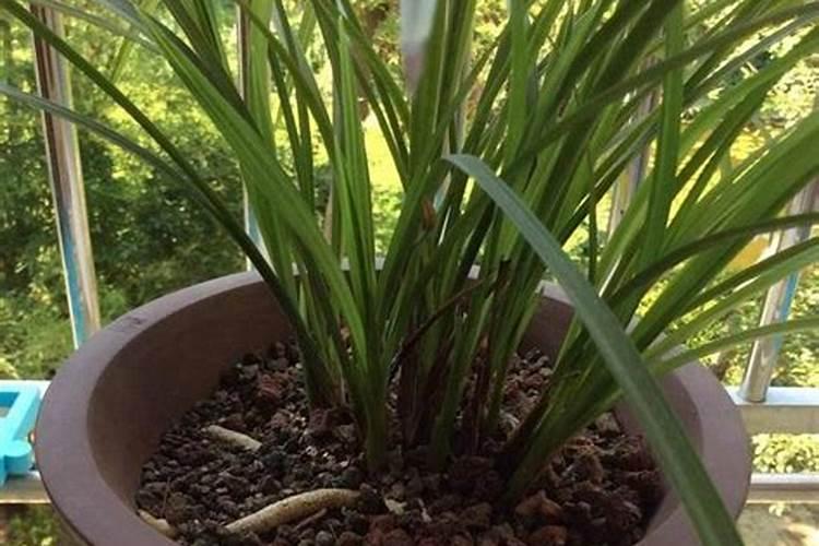 兰花刚上盆什么时候施肥好