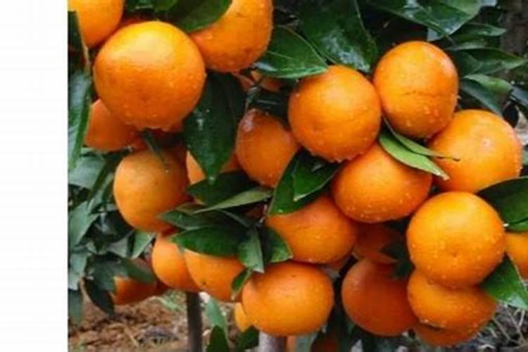 富硒叶面肥怎样喷水稻可以产富硒大米