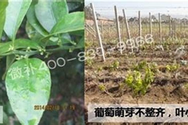 金银花的栽培技术论文