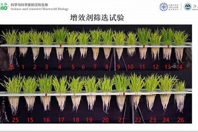芸苔素和什么叶面肥混用在苗床上比较好？