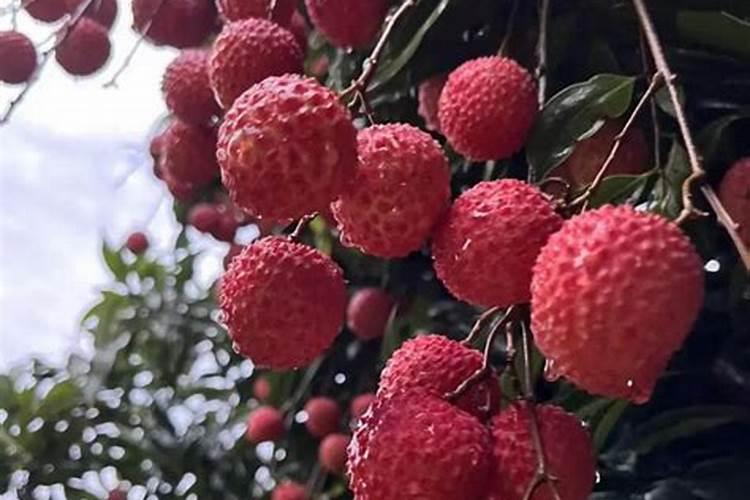 桂味荔枝栽培技术