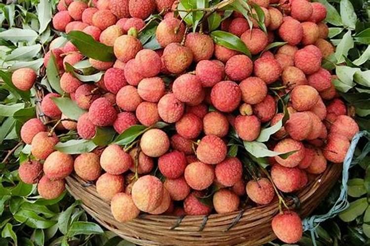 桂味荔枝的栽培技术