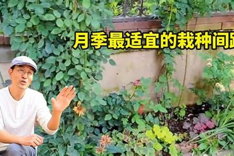 沃柑膨果期管理要点