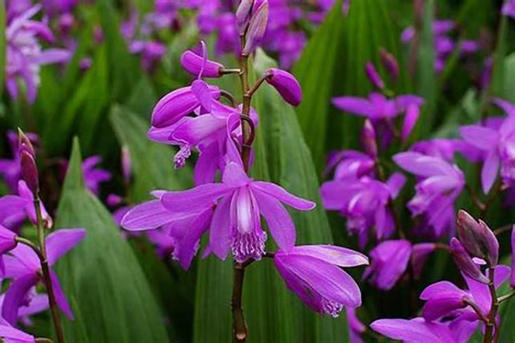 白芨施肥时间在什么时候 施肥技巧总结