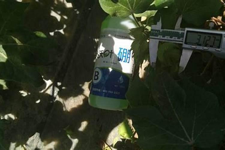 平衡肥膨果快还是高钾肥快