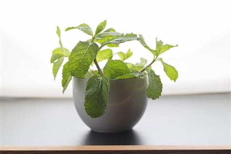 薄荷需要施肥吗 薄荷如何施肥