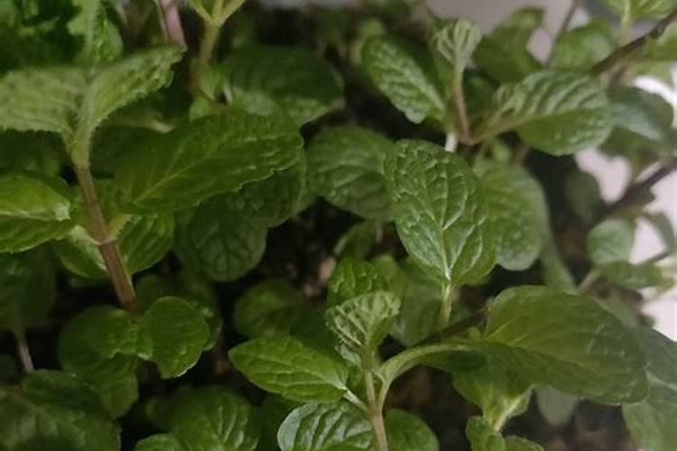 薄荷多久施一次肥 薄荷每隔多久需要追加一次肥料？