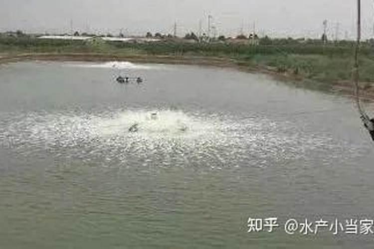 玉米专用复合肥十大品牌有哪些