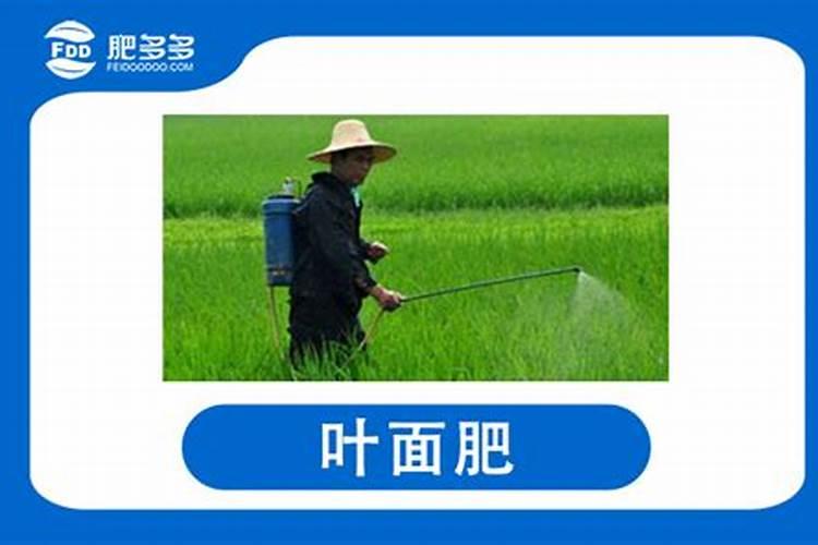 果树叶面肥喷施时间