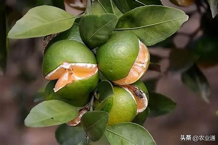 甘蔗用花生枯焦会不会变甜